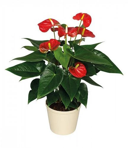 Комнатные растения - Антуриум андре - Белиза (Anthurium andr. Beliza), ЕС 45 14.0 (ЦвеТТорг - доставка цветов в Тольятти | Самара)